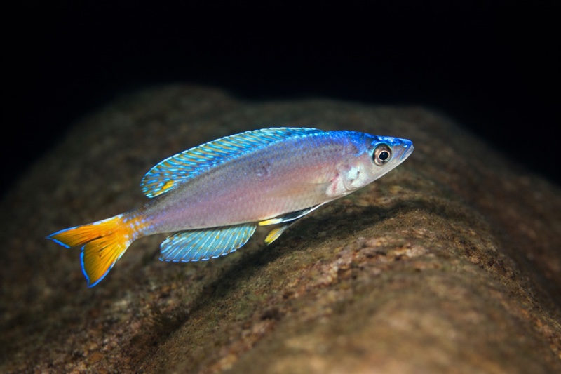 Cyprichromis leptosoma 'Kafungi'